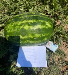 Karpuz üreticisi tarlasında gördüğü not karşısında duygulandı